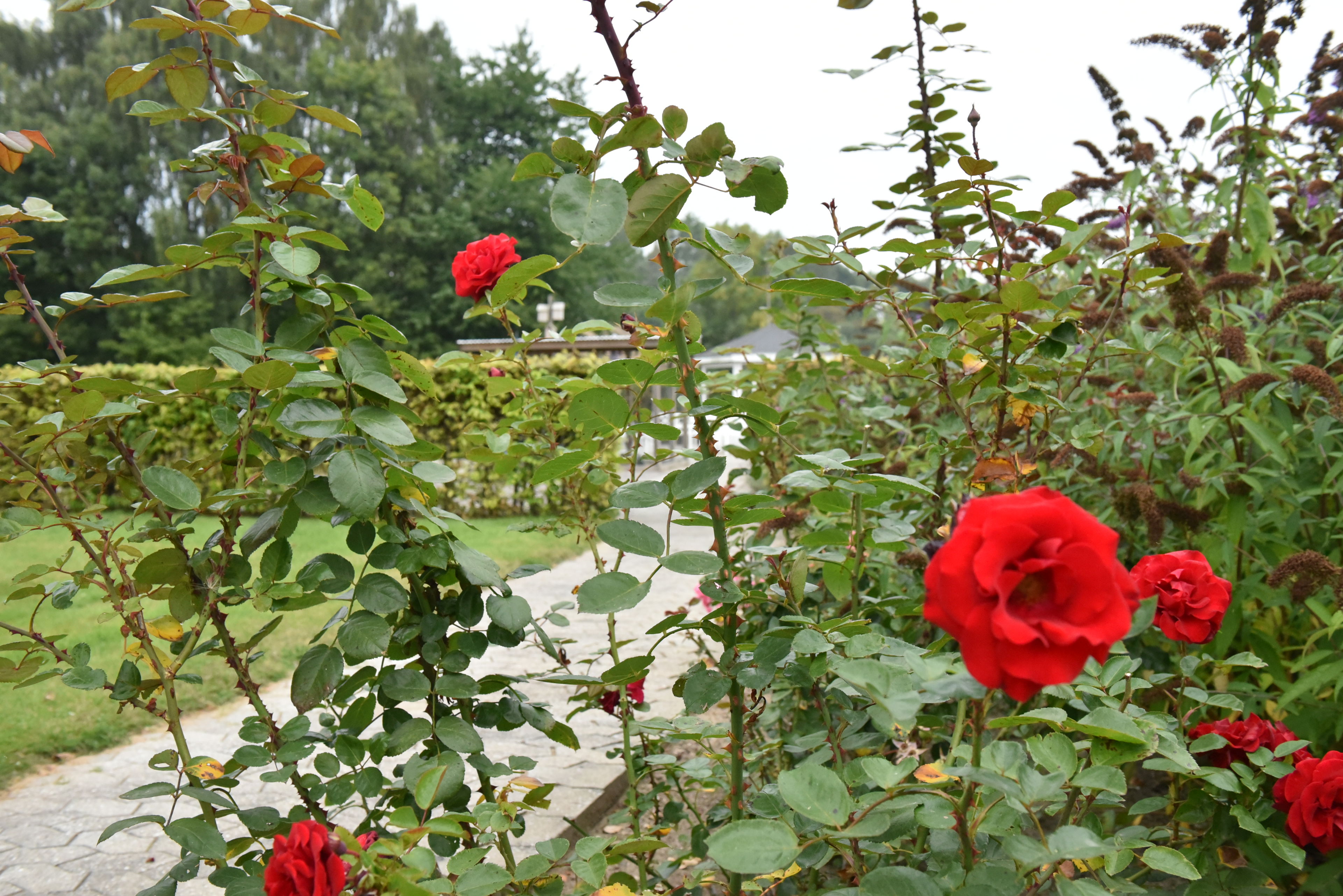 Røde roser i have hos Kildevang