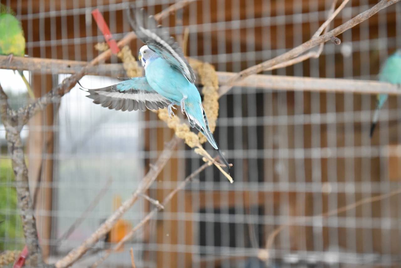 Fugl i bur hos Kildevang