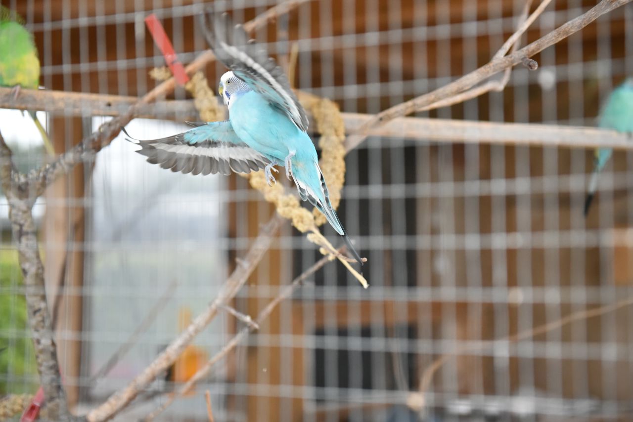 Fugl i bur hos Kildevang