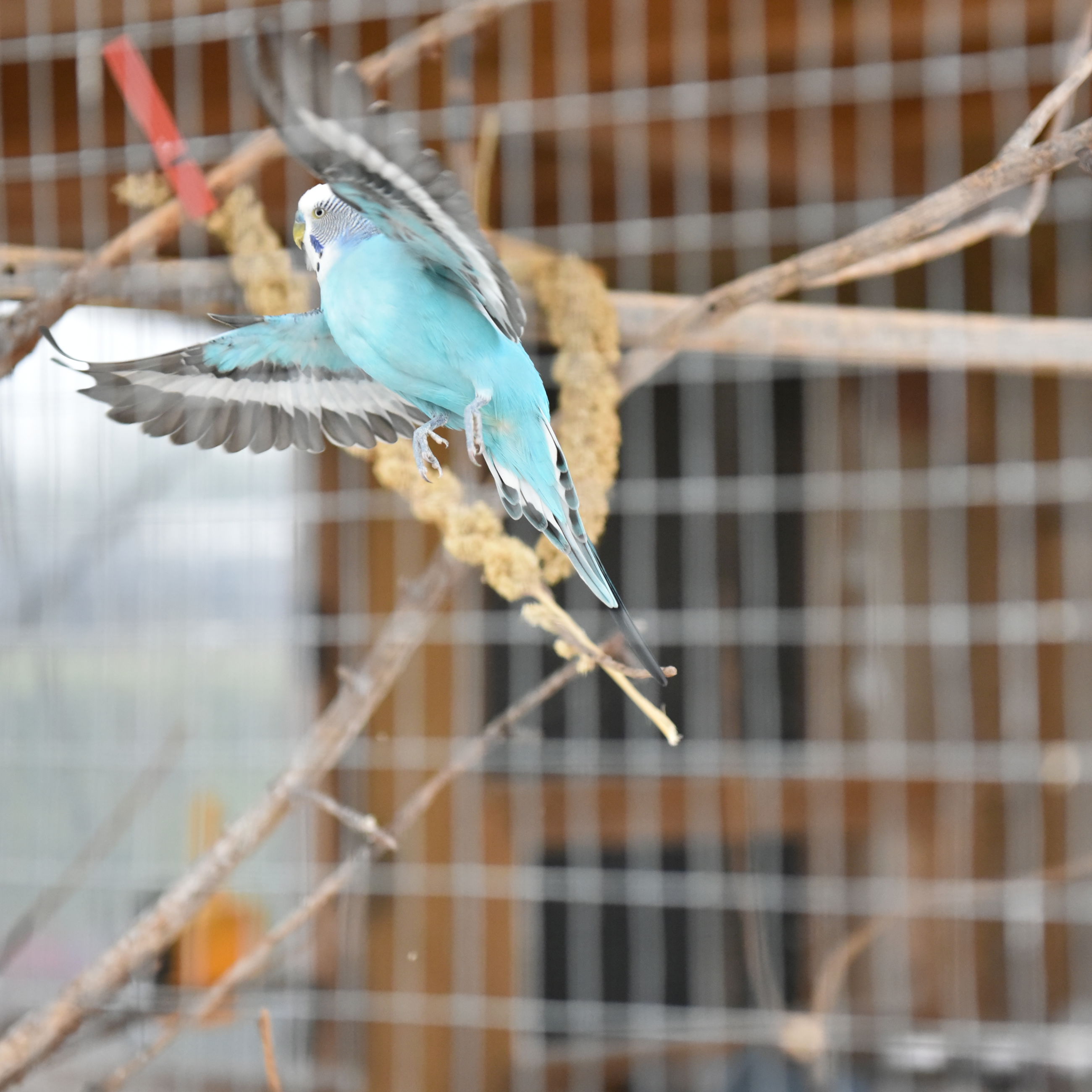 Fugl i bur hos Kildevang