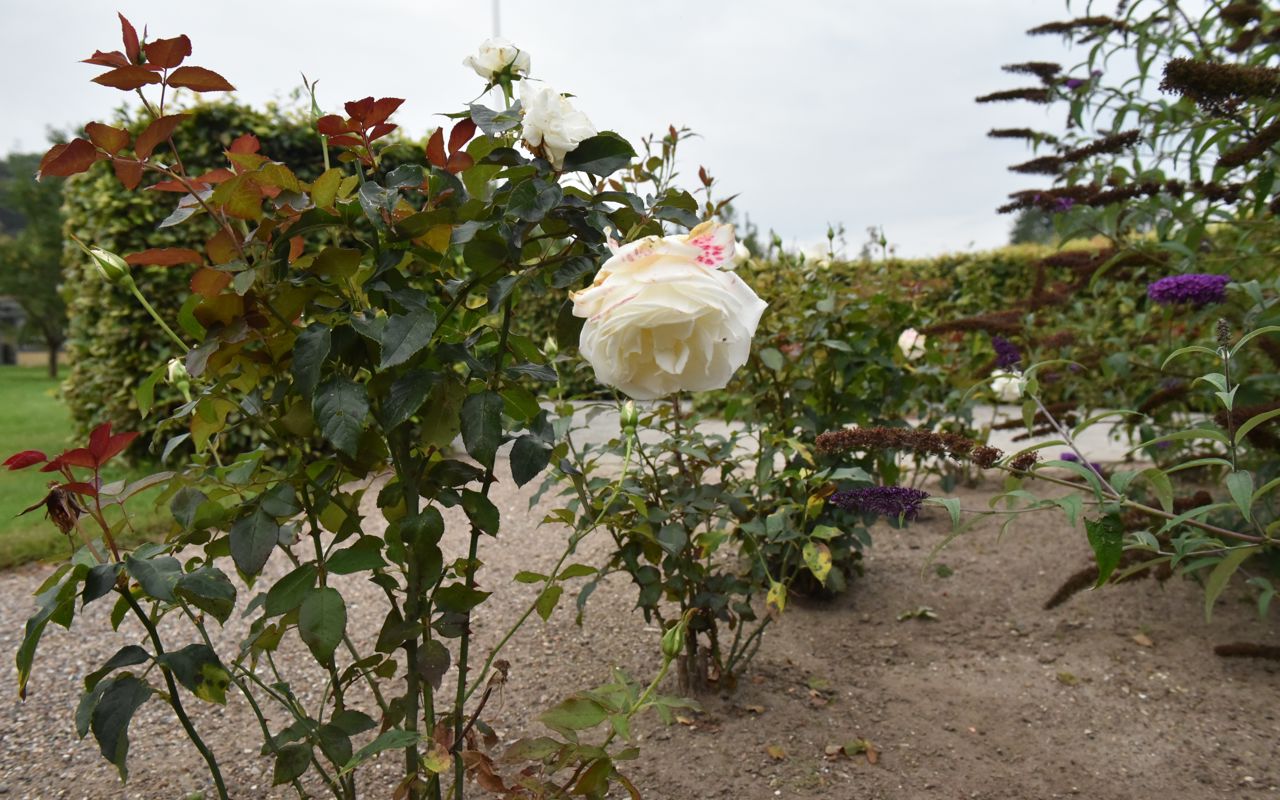 Hvide roser i have hos Kildevang