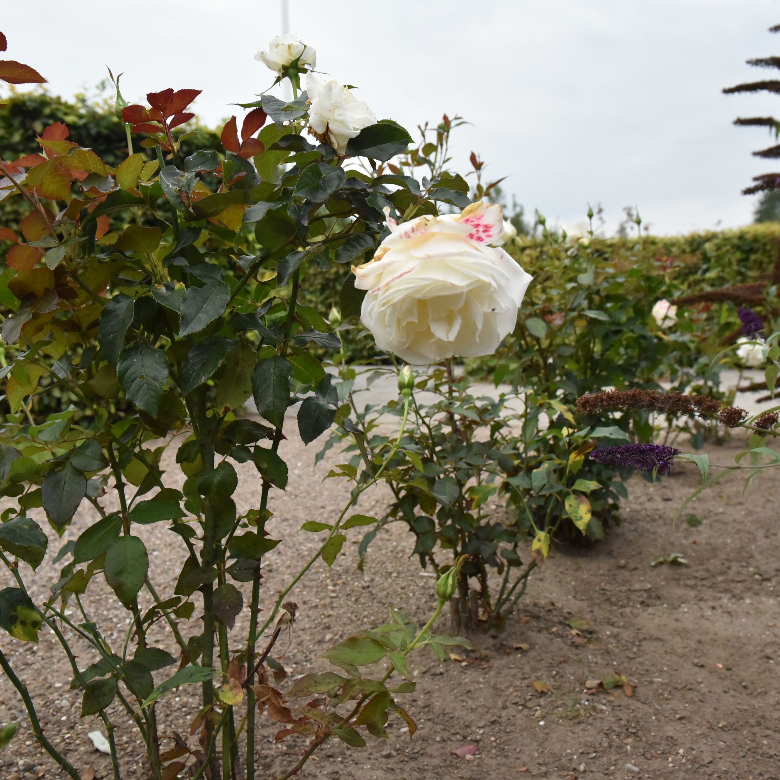 Hvide roser i have hos Kildevang