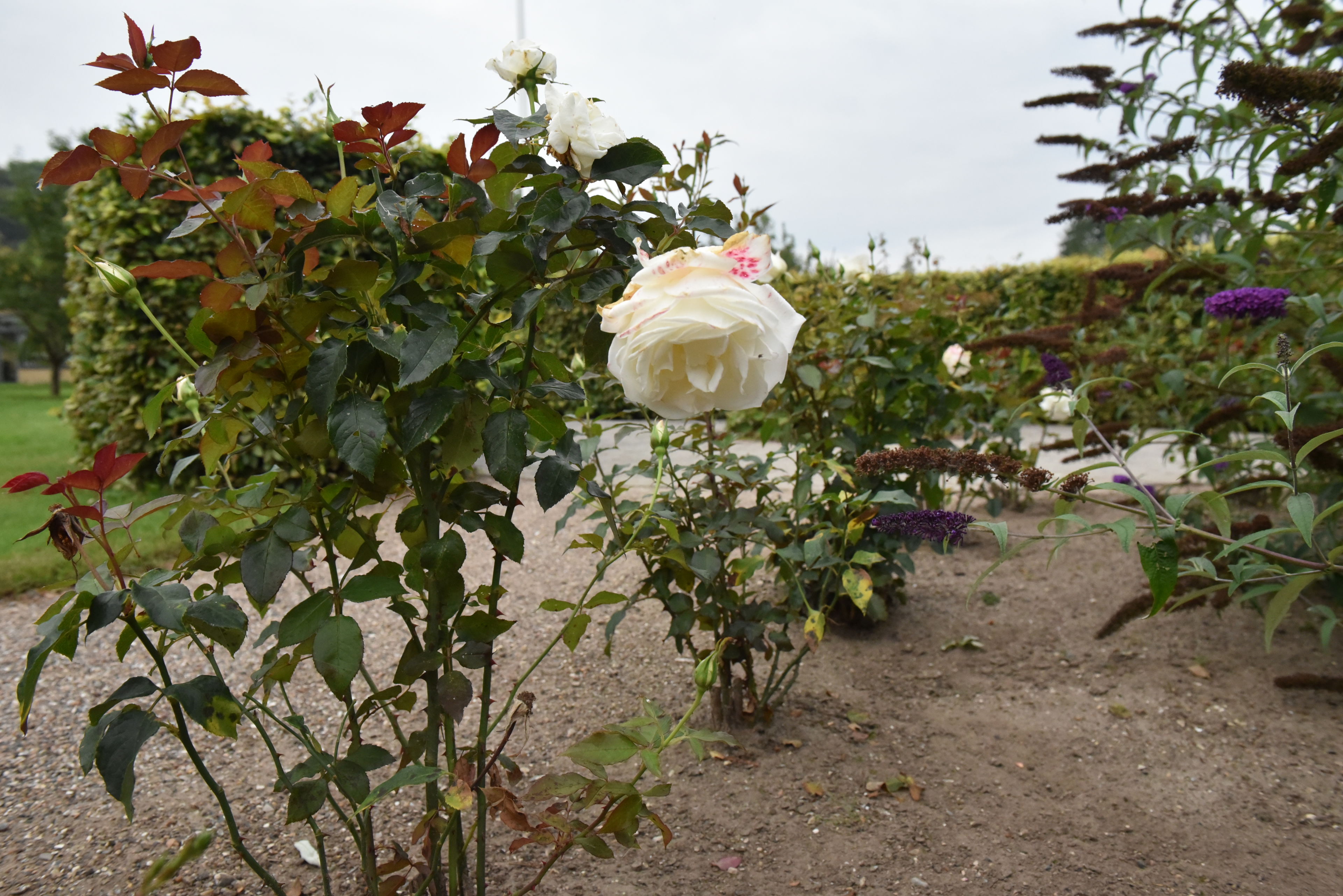 Hvide roser i have hos Kildevang