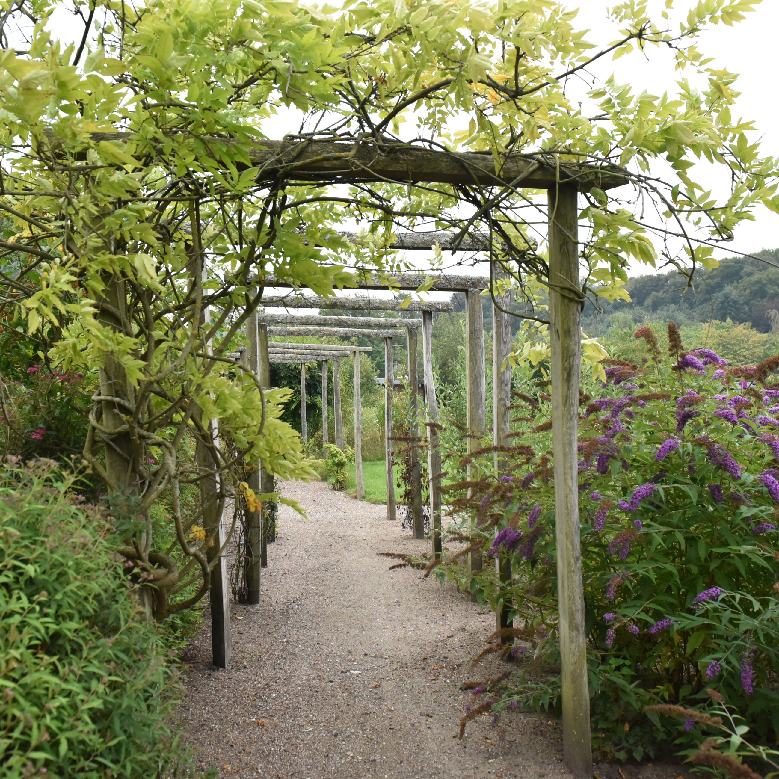 Gangsti i have hos Kildevang